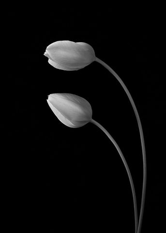 Flowers Love White Modern Wood Framed Art Print with Double Matting by Xu, Tony