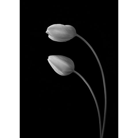 Flowers Love Black Modern Wood Framed Art Print by Xu, Tony