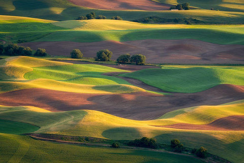 Colorful Palouse White Modern Wood Framed Art Print with Double Matting by Macua, Gerald