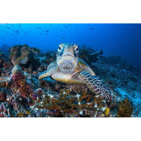 Face To Face With A Green Turtle Black Modern Wood Framed Art Print with Double Matting by Gabriel, Barathieu