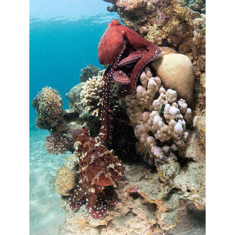 Octopus Mating Black Modern Wood Framed Art Print by Ben Tov, Ilan