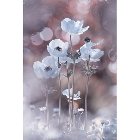 All The Flowers Of All The Tomorrows Are In The Seeds Of Today Black Modern Wood Framed Art Print with Double Matting by BRAVIN, Fabien
