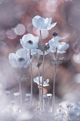 All The Flowers Of All The Tomorrows Are In The Seeds Of Today White Modern Wood Framed Art Print with Double Matting by BRAVIN, Fabien