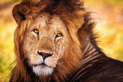 King Doa Black Ornate Wood Framed Art Print with Double Matting by Alnaser, Mohammed