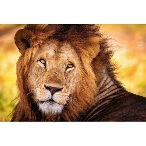 King Doa Gold Ornate Wood Framed Art Print with Double Matting by Alnaser, Mohammed