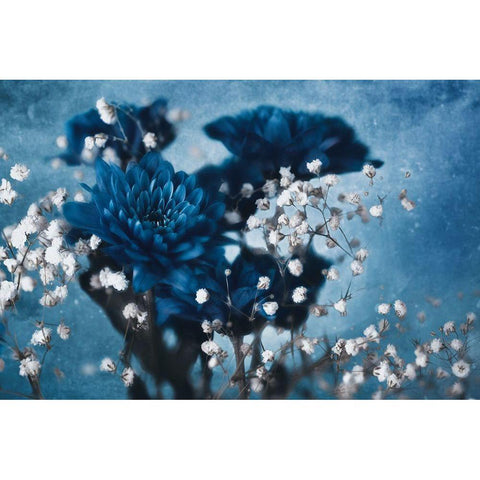 Dahlia Black Modern Wood Framed Art Print with Double Matting by Kreiten, Mike