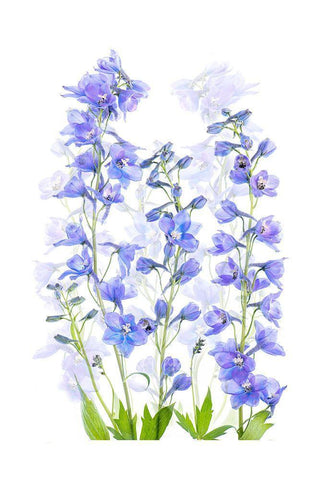 Delphinium White Modern Wood Framed Art Print with Double Matting by Parker, Jacky