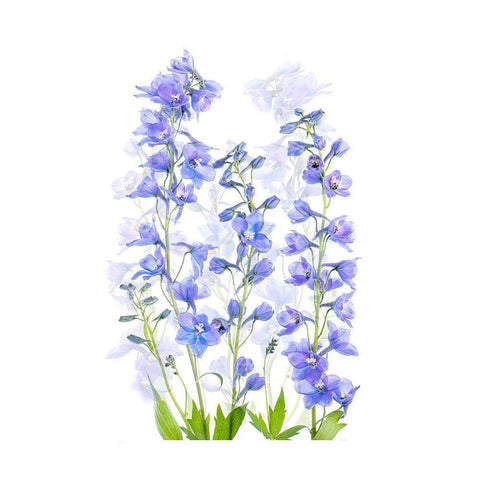 Delphinium White Modern Wood Framed Art Print by Parker, Jacky