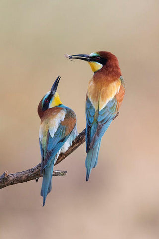 The Gift White Modern Wood Framed Art Print with Double Matting by Bolla, Paolo