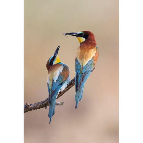 The Gift White Modern Wood Framed Art Print by Bolla, Paolo