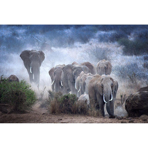 Elephants Of Amboseli Black Modern Wood Framed Art Print with Double Matting by George, Sherin