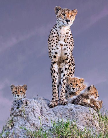 Cheetah With Cubs At Dawn White Modern Wood Framed Art Print with Double Matting by Mohanraj, Arun