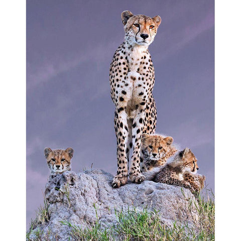 Cheetah With Cubs At Dawn Gold Ornate Wood Framed Art Print with Double Matting by Mohanraj, Arun