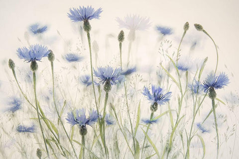 Cornflowers White Modern Wood Framed Art Print with Double Matting by Talen, Nel