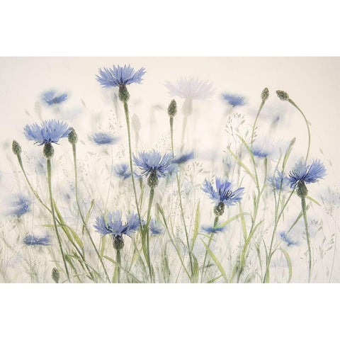 Cornflowers White Modern Wood Framed Art Print by Talen, Nel