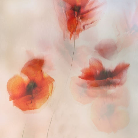 Painted Poppies White Modern Wood Framed Art Print with Double Matting by Talen, Nel