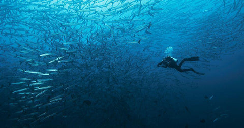 In A Fishschool Of Barracudas. White Modern Wood Framed Art Print with Double Matting by Yevtushyk, Dmitriy