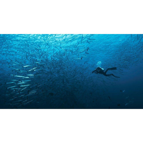 In A Fishschool Of Barracudas. White Modern Wood Framed Art Print by Yevtushyk, Dmitriy