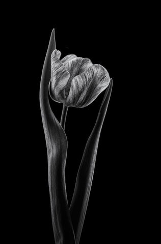 Rembrandt Tulip Black Ornate Wood Framed Art Print with Double Matting by Gronkjar, Lotte