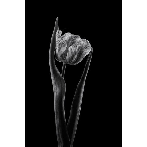 Rembrandt Tulip Gold Ornate Wood Framed Art Print with Double Matting by Gronkjar, Lotte