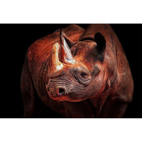 Rhino Posing Gold Ornate Wood Framed Art Print with Double Matting by Wenner-Braun, Antje