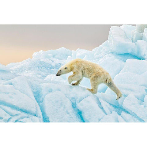 Polar Bear At Svalbard Gold Ornate Wood Framed Art Print with Double Matting by Gil Raga, Joan