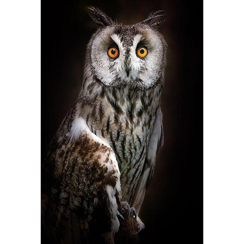 Long-Eared Owl Portrait Gold Ornate Wood Framed Art Print with Double Matting by Pascual Buye, Santiago