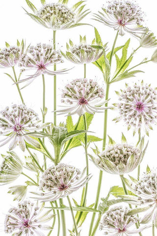 .Astrantia. Black Ornate Wood Framed Art Print with Double Matting by Disher, Mandy
