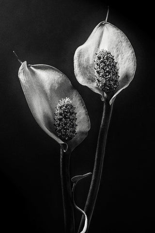 Spathiphyllum Black Ornate Wood Framed Art Print with Double Matting by Clough, Stephen