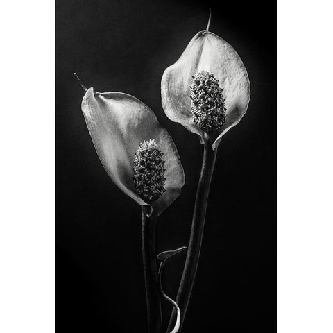 Spathiphyllum White Modern Wood Framed Art Print by Clough, Stephen