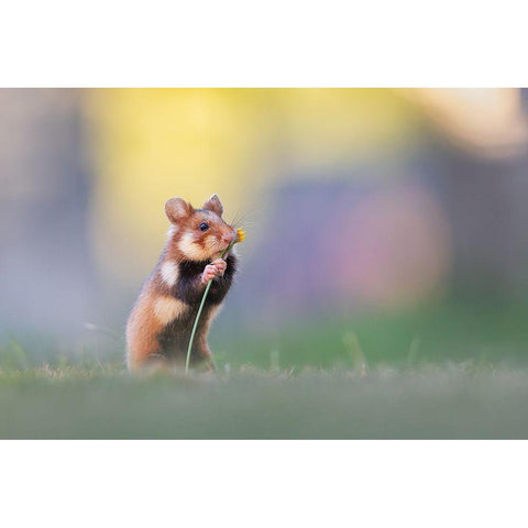 Flower Lover Gold Ornate Wood Framed Art Print with Double Matting by Spranz, Henrik