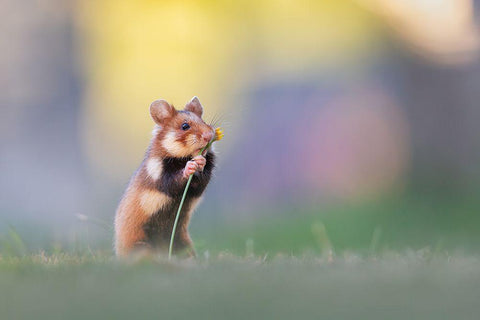 Flower Lover White Modern Wood Framed Art Print with Double Matting by Spranz, Henrik