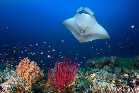 Ocean Manta Ray On The Reef White Modern Wood Framed Art Print with Double Matting by Gabriel, Barathieu