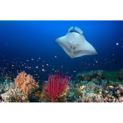 Ocean Manta Ray On The Reef Black Modern Wood Framed Art Print with Double Matting by Gabriel, Barathieu