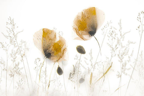 Subtle... Black Ornate Wood Framed Art Print with Double Matting by Talen, Nel