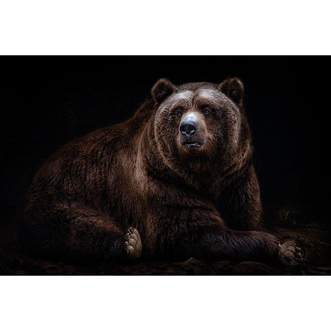 Bear Portrait Gold Ornate Wood Framed Art Print with Double Matting by Pascual Buye, Santiago