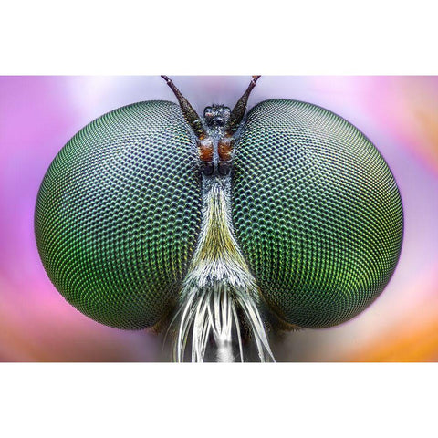 Amazing Eyes White Modern Wood Framed Art Print by Ghizzi Panizza, Alberto