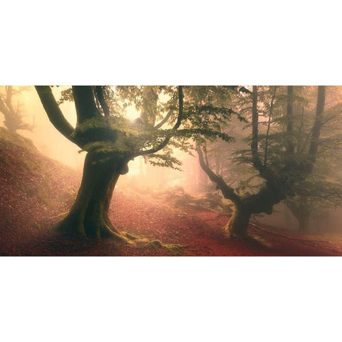 Fangorn Forest Black Modern Wood Framed Art Print with Double Matting by Rivera, Roberto