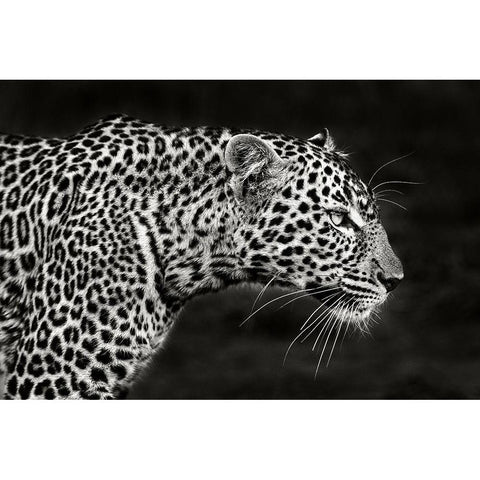 Leopard Close Up Black Modern Wood Framed Art Print with Double Matting by Ortega, Xavier