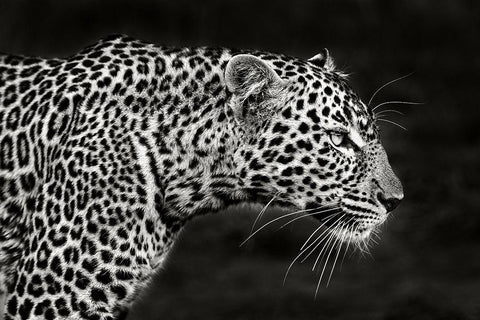 Leopard Close Up White Modern Wood Framed Art Print with Double Matting by Ortega, Xavier