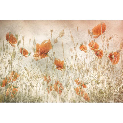 Poppies In The Field Black Modern Wood Framed Art Print with Double Matting by Talen, Nel