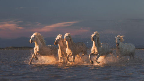 Camargue Horses On Sunset White Modern Wood Framed Art Print with Double Matting by Anton, Rostovskiy