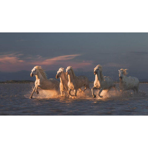 Camargue Horses On Sunset Black Modern Wood Framed Art Print by Anton, Rostovskiy