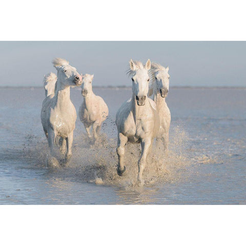 Horses White Modern Wood Framed Art Print by Anton, Rostovskiy