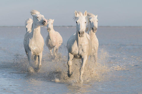 Horses White Modern Wood Framed Art Print with Double Matting by Anton, Rostovskiy