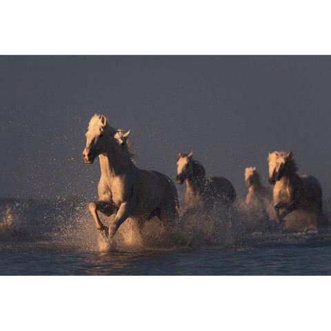 Horses In Sunset Light Gold Ornate Wood Framed Art Print with Double Matting by Anton, Rostovskiy