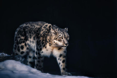 Snow Leopard White Modern Wood Framed Art Print with Double Matting by Zhao, Alex