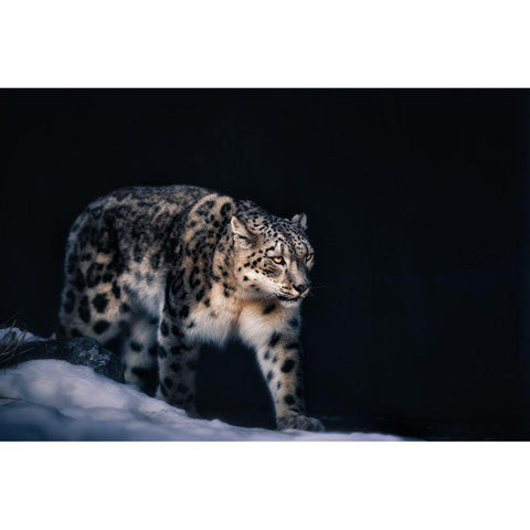 Snow Leopard Black Modern Wood Framed Art Print by Zhao, Alex