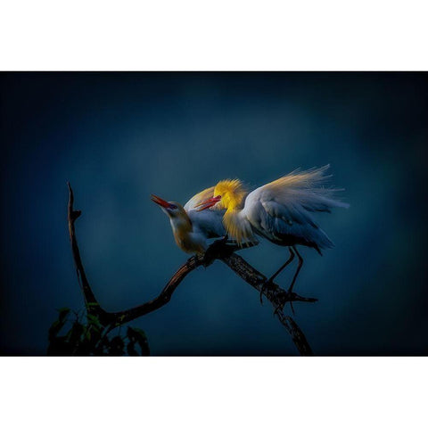 Season Of Joy Black Modern Wood Framed Art Print with Double Matting by Yamashita, Takafumi