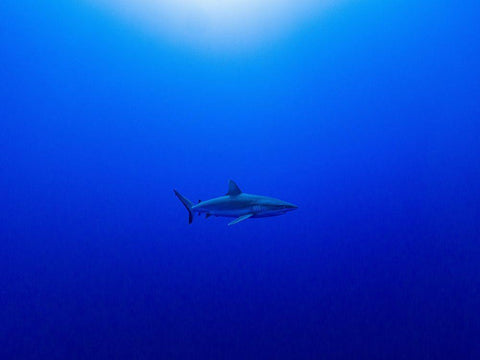 Into The Blue White Modern Wood Framed Art Print with Double Matting by Melesan, Serge